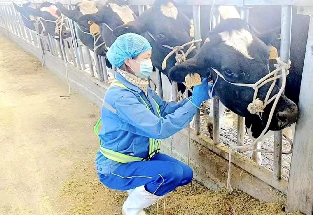 我用真情守护奶牛健康